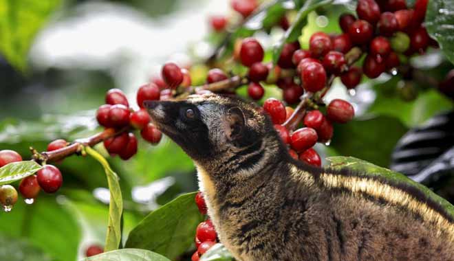 Asian palm civet eating ripe coffee cherries