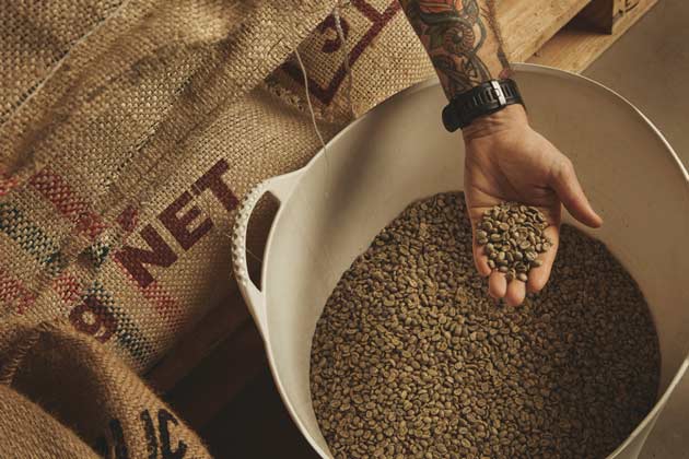 Raccolta manuale dei chicchi di caffè