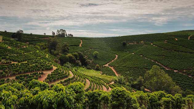 Piantagione Arabica