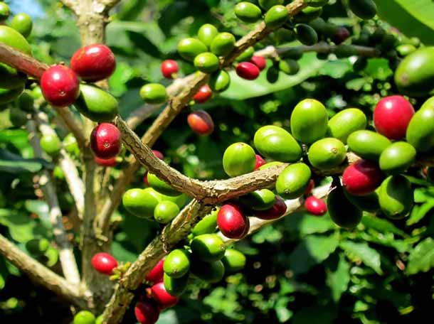 Coffea arabica