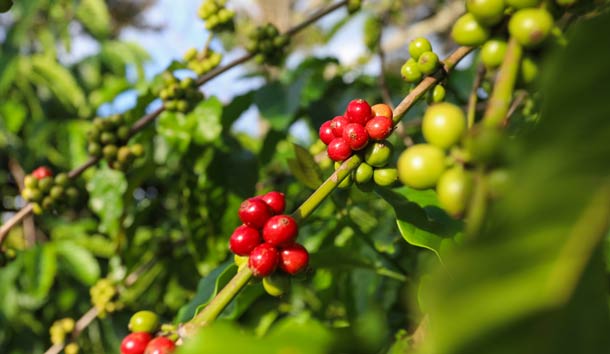 Coffea robusta