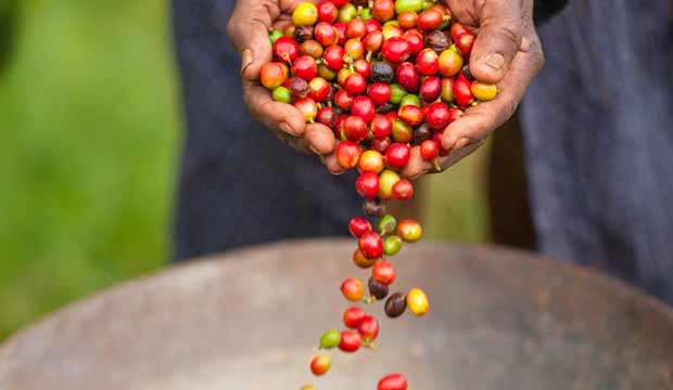 Diverse varietà di caffè