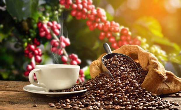 Chicchi di caffè Robusta e tazzina
