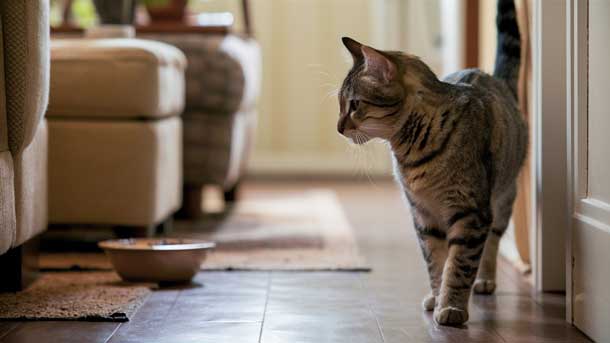 Cat beside a bowl of renal-support food