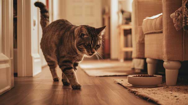 Cat walking beside a bowl of digestive-care food
