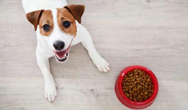 le migliori crocchette per cani sterilizzati