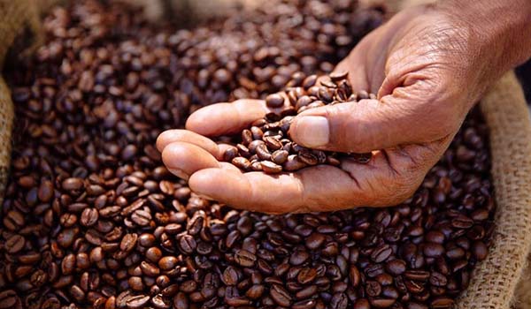 origine e coltivazione caffè